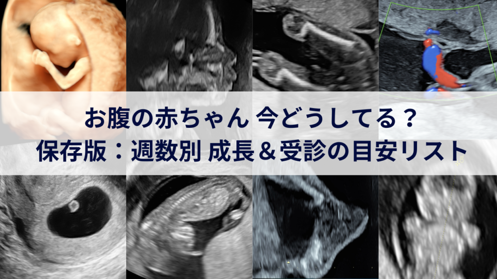 お腹の赤ちゃん 今どうしてる？ 保存版：週数別 成長＆受診の目安リスト